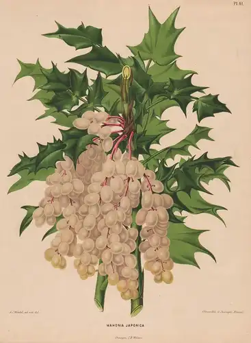 Mahonia Japonica - Wein wine Japan Obst fruit Pomologie pomology pomologian botanical Botanik Botany