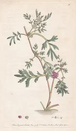 Cochlearia - Löffelkraut scurvygrass scurvy-grass spoonwort Pflanze Heilpflanze medicinal plants flowers Blume