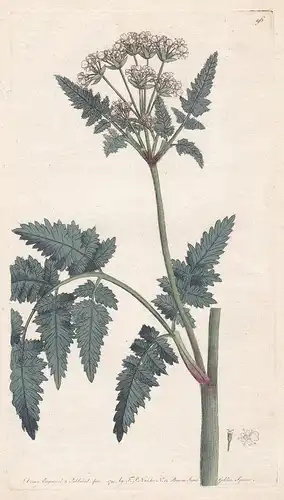 Chaerophyllum - Kälberkröpfe Europe Europa Asien Asia Pflanze Heilpflanze medicinal plants flowers Blume flowe