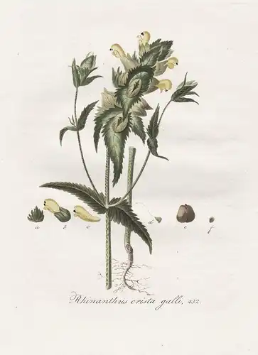 Rhinanthus crista galli, 432 - Kleiner Klappertopf yellow rattle flower Blume Blumen botanical Botanik botany