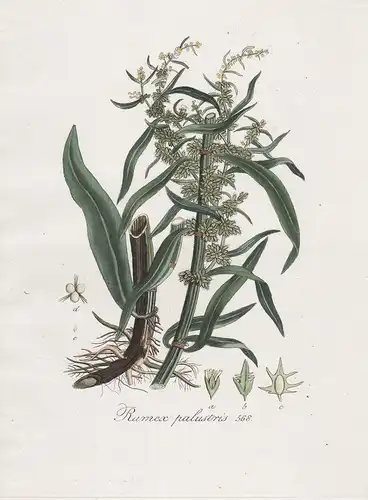 Rumex palustris, 568 - Sumpf-Ampfer Sauerampfer Sorrel flower Blume Blumen botanical Botanik botany / Flora Ba