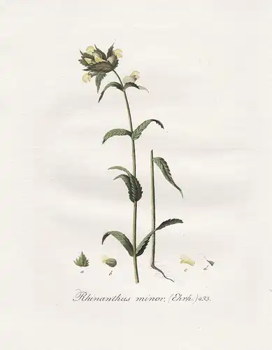 Rhinanthus minor, 433 - Kleiner Klappertopf yellow rattle flower Blume Blumen botanical Botanik botany / Flora