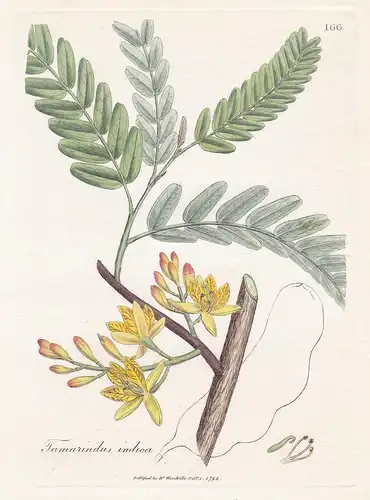 Tamarindus indica - Tamarindenbaum Baum Tamarind tree Afrika Africa Arznei Arzneipflanzen Pflanze medicinal pl
