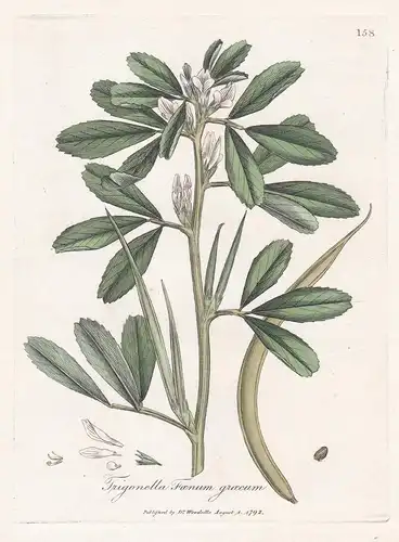 Trigonella Foenum Graecum - Bockshornklee Fenugreek Arznei Arzneipflanzen Pflanze medicinal plants flowers Blu