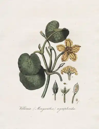 Villarisia (Menyanthes) nymphoides - Fieberkleegewächse flower Blume Blumen botanical Botanik botany / Flora B