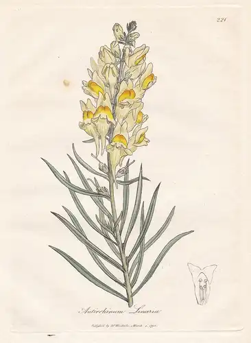 Antirrhinum Linaria - Echtes Leinkraut Linaria vulgaris toadflax Arznei Arzneipflanzen Pflanze medicinal plant