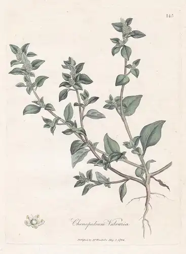 Chenopodium Vulvaria - Stinkender Gänsefuß stinking goosefoot notchweed Arznei Arzneipflanzen Pflanze medicina