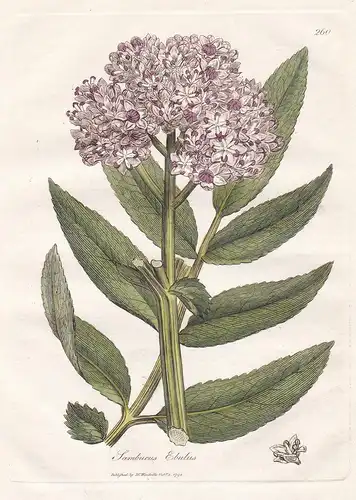 Sambucus Ebulus - Zwerg-Holunder Attich danewort Arznei Arzneipflanzen Pflanze medicinal plants flowers Blume