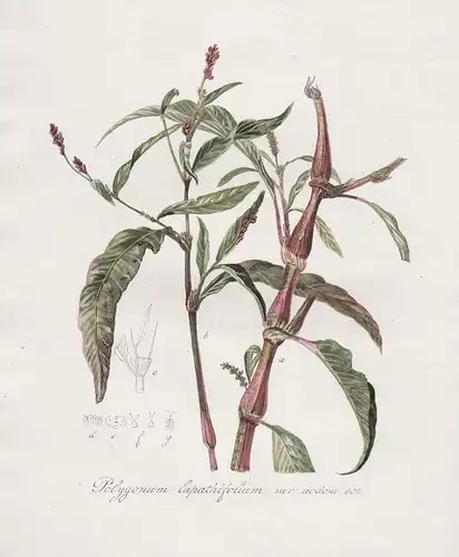 Polygonum lapathifolium var. nodosa, 602 - Ampfer-Knöterich Persicaria lapathifolia flower Blume Blumen botani