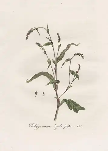 Polygonum hydropiper, 422 - Wasserpfeffer water pepper Persicaria hydropiper flower Blume Blumen botanical Bot