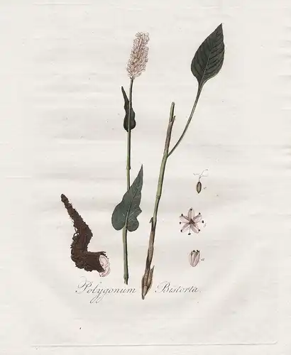 Polygonum Bistorta - Schlangen-Knöterich Bistorta officinalis bistort flower Blume Blumen botanical Botanik bo