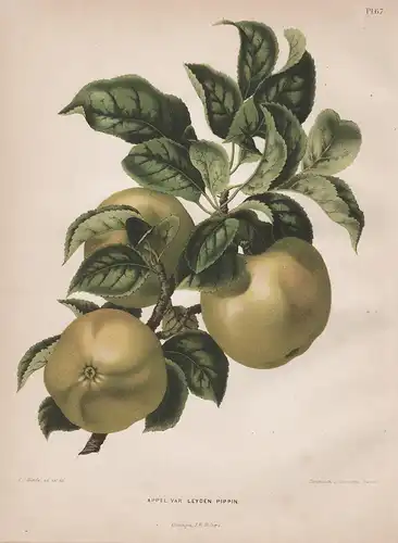 Appel var. Leyden Pippin - Apfel apple Apfelbaum Obst fruit Pomologie pomology pomologian botanical Botanik Bo