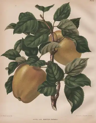 Appel var. Winter Prinses - Apfel apple Apfelbaum Obst fruit Pomologie pomology pomologian botanical Botanik B