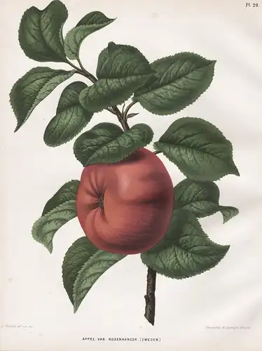 Appel var. Rosenhänger (Zweden) - Apfel apple Apfelbaum Obst fruit Pomologie pomology pomologian botanical Bot