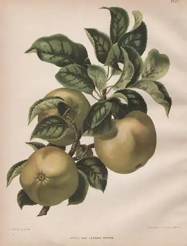 Appel var. Leyden Pippin - Apfel apple Apfelbaum Obst fruit Pomologie pomology pomologian botanical Botanik Bo