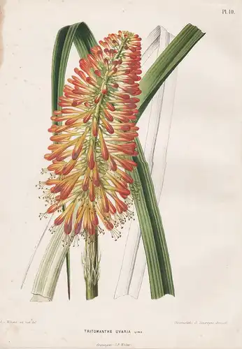 Tritomanthe Uvaria - Schopf-Fackellilie Traubige Tritome Kniphofia uvaria South Afrika Südafrika Australia Aus