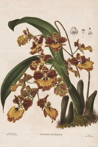 Oncidium Praetexum - orchid Orchidee flower Blume Blumen botanical Botanik Botany