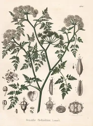 Oenanthe Phellandrium Lamarck - Flutender Wasserfenchel fineleaf water dropwort Heilpflanze Medicinal plant Ar
