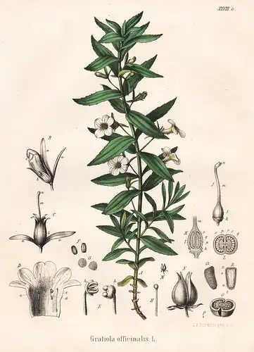 Gratiola officinalis - Gottes-Gnadenkraut gratiole hedgehyssop grace of God Europe Europa Asia Asien Heilpflan