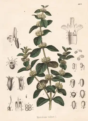 Marubium vulgare - Andorn horehound Europe Europa Heilpflanze Medicinal plant Arznei flower Blume Blumen botan
