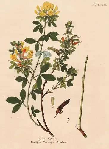 Cytisus Capitatus - Hoofdjes Vormige Cytisus - Geißklee brooms Ginster flower Blume Blumen botanical Botanik b
