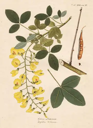 Cytisus Laburnum - Alpische Cytisus - Goldregen laburnum golden chain flower Blume Blumen botanical Botanik bo