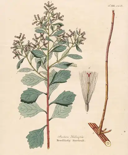 Bacharis Halimifolia - Breedbladig Roerkruid - baccharis halimifolia Kreuzstrauch eastern baccharis Amerika Am