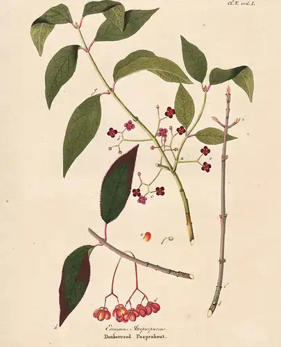 Evonymus Atropurpureus - Donkerrood Paapenhout - Euonymus atropurpureus Spindelsträucher American wahoo North