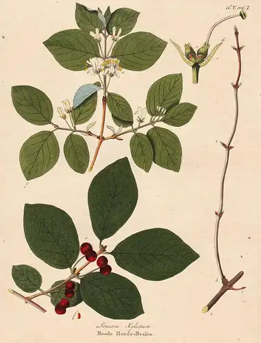 Lonicera Xylosteum - Roode Honds-Bessen - Geißblatt Rote Heckenkirsche fly honeysuckle flower Blume Blumen bot