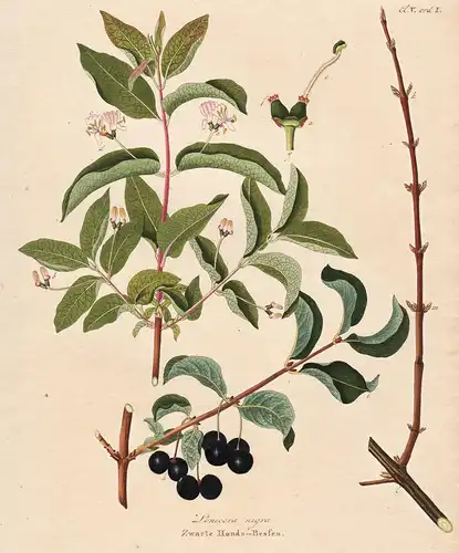 Lonicera nigra - Zwarte Honds-Bessen - Schwarze Heckenkirsche Geißblatt black-berried honeysuckle flower Blume