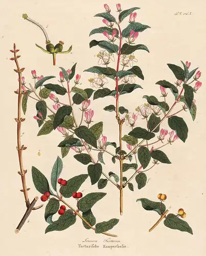 Lonicera Tartarica - Tartarische Kamperfoelie - Geißblatt Tataren-Heckenkirsche Tatarian honeysuckle  Alaska C