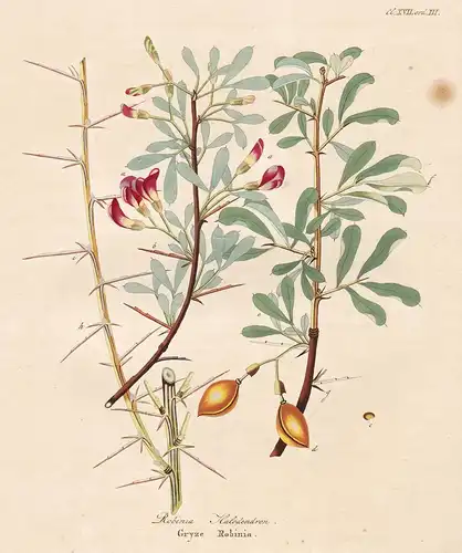 Robinia Halodendron - Gryze Robinia - Halimodendron Salzsträucher common salt tree Asia Asien flower Blume Blu