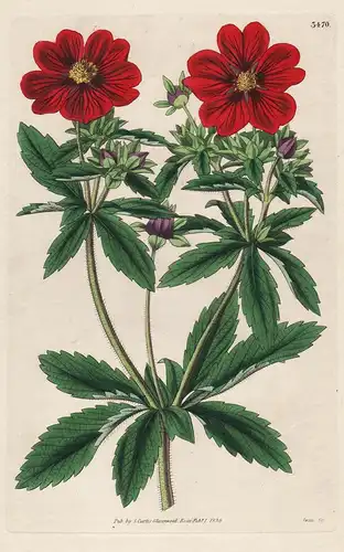 Potentilla Atro-Saguinea. Tab. 3470 - Potentilla atrosanguinea Blutrote Fingerkraut from the Botanical Magazin