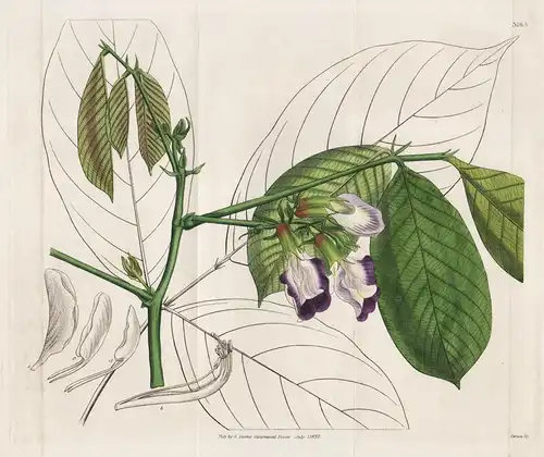 Clitoria Arborescens. Woody Clitoria. Tab. 3165 - Klitorie Asian pigeonwings Asien Asia from the Botanical Mag