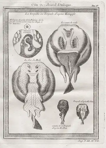 Cote Occidental d'Afrique. La Torpille ou Torpede d'apres Kempfer - Electric ray Rochen Torpedo fish Fische Af