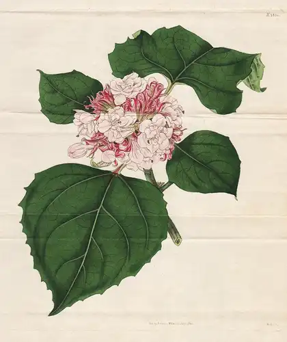 Clerodendrum Fragrans. Fragrant Clerodendrum. Tab. 1834 - glory bower Himalaya China Asia Asien from the Botan