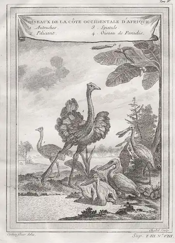 Oiseaux de la Cote Occidentale d'Afrique - Afrikanischer Strauß common ostrich Africa Afrika Afrique Pelikan