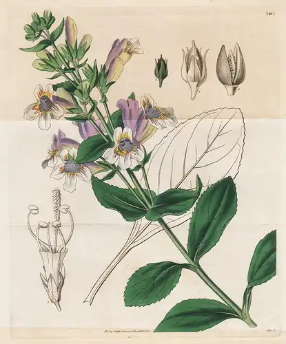 Pentstemon Cobaea. Cobaea-Flowered Pentstemon. Tab. 3465 - Penstemon cobaea America Amerika from the Botanical