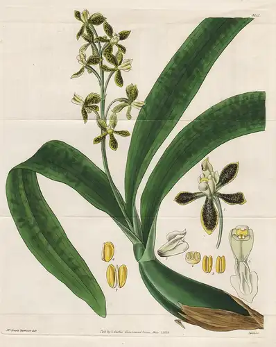 Epidendrum Variegatum. Variegated Epidendrum. Tab. 3151 - Orchidee orchid Amerika America from the Botanical M