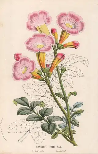 Amphicome Emodi - India Indien flower flowers Blume Blumen Botanik Botanical Botany antique print
