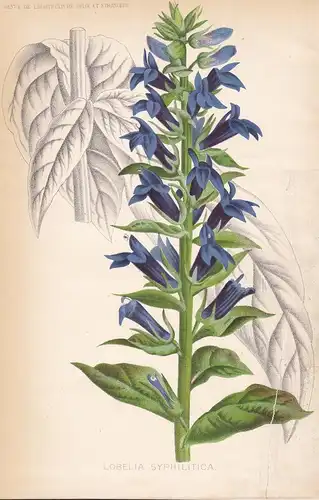 Lobelia Syphilitica - South North America Carolina flower Blume Blumen botanical Botanik Botany