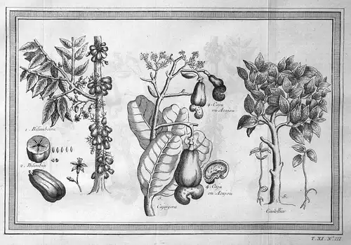 Bilimbeira / Caji ou Acajou / Canellier - Cashew Cashewbaum Gurkenbaum bilimbi Botanik botany America
