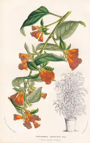 Habrothamnus Aurantiacus. - cestrums Hammersträucher Central America flowers Blumen botanical Botanik Botanica