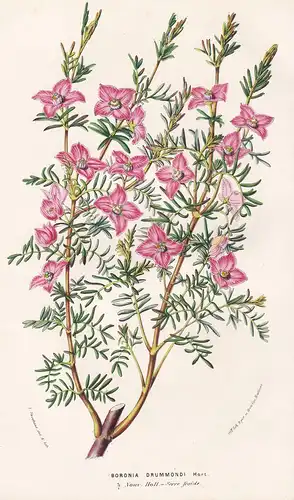 Boronia Drummondi - Australia Blumen flower Blume botanical Botanik Botanical Botany