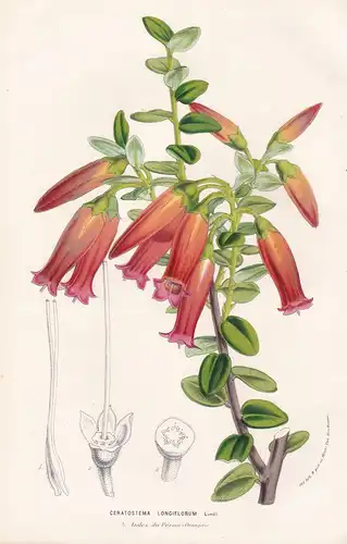 Ceratostema Longiflorum - Peru flowers Blume Blumen botanical Botanik Botanical Botany