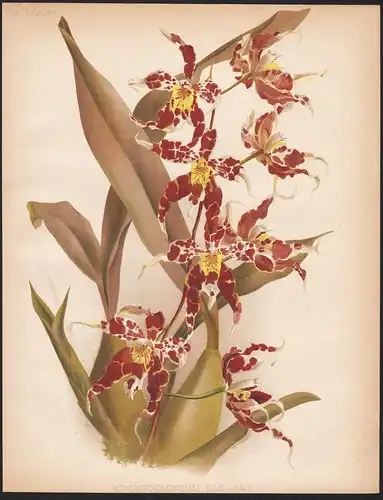 Odontoglossum Elegans - orchid orchids Orchidee South America Amerika Mexico Mexiko India Indien flowers Blume