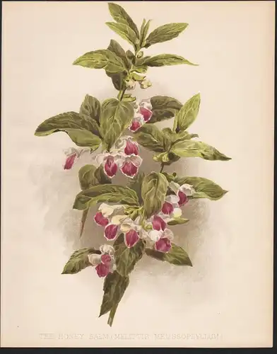 The Honey Balm (Melittis Melissophyllum) - Immenblatt bastard balm Greek Griechenland flowers Blume Blumen bot