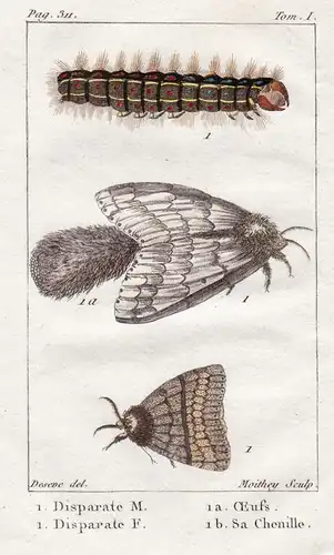 Disparate M.  ... - Raupe chenille Caterpillar Motte moth Schmetterling papillon butterfly butterflies