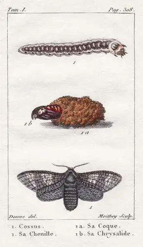 Cossus - Sa Coque - Sa Chenille - Sa Chrysalide - Raupe chenille Caterpillar Motte moth Schmetterling papillon
