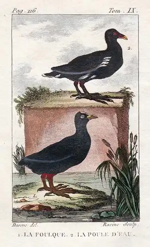 Le Foulque - La Pule d'eau - Blässhuhn Fulica atra Vogel Vögel birds bird oiseaux oiseau